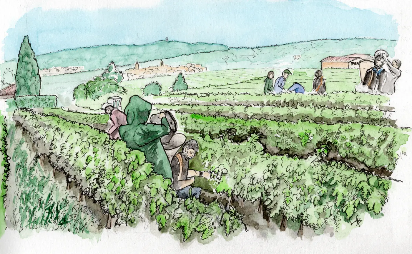 Les Vendanges, chez Passot&Fils [